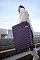 Чемодан NINETYGO Aluminum Frame PC Luggage V1 24'' фиолетовый